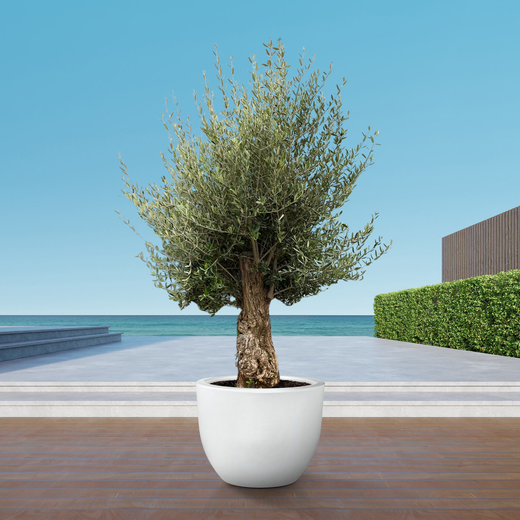 Oliveira Em Vidro Ou Olea Europaea, Versão Da Oliveira Em Vaso, Ideal