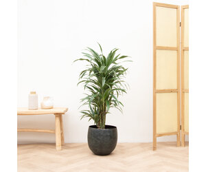 Plante artificielle avec pot 147 cm DRACAENA ANITA 