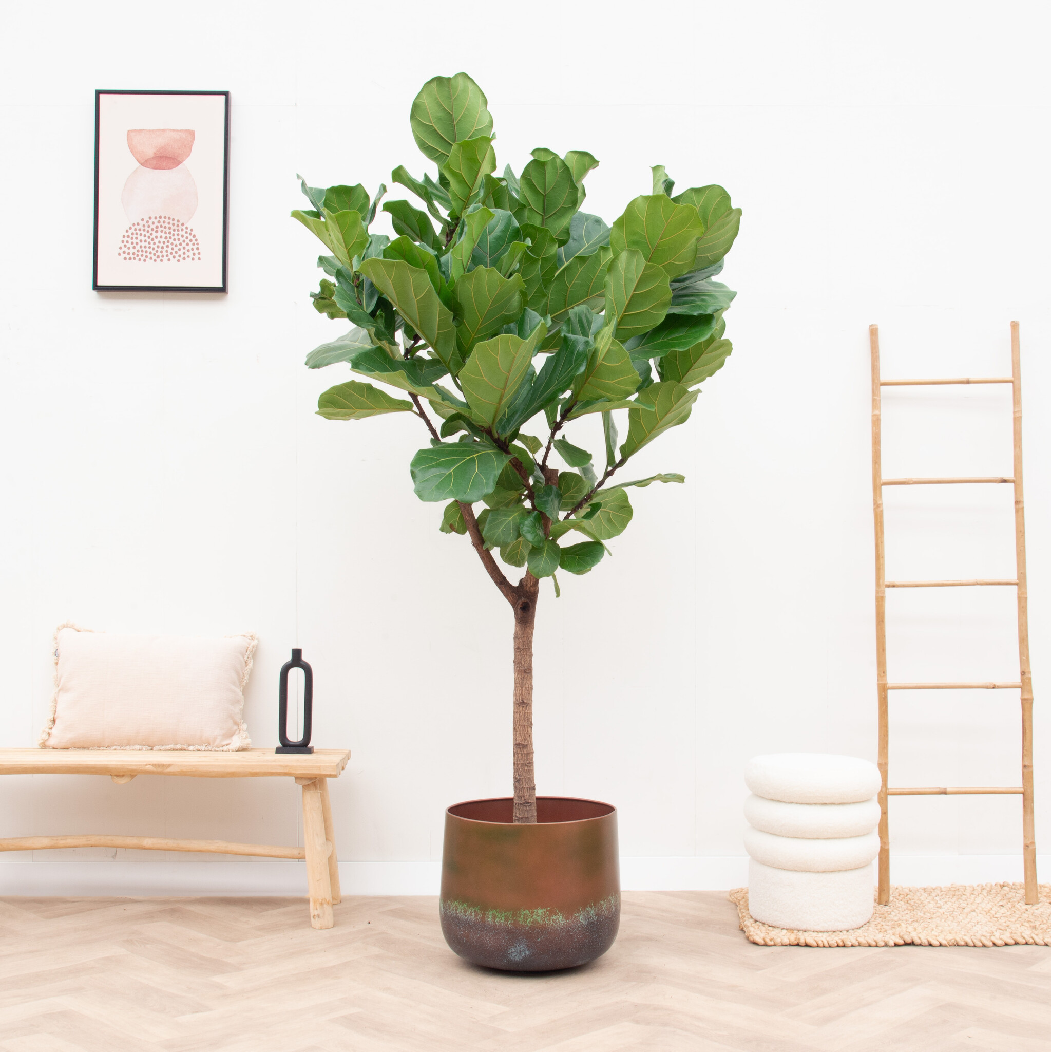 Ficus Lyrata XXL 210cm XLPflanzen Green Bubble Green Bubble