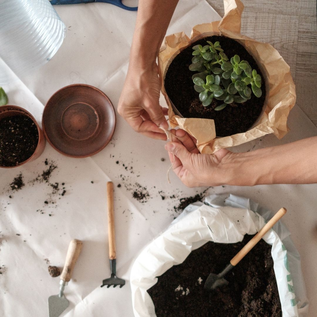 How to repot your plant Green Bubble