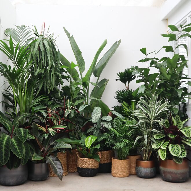 Make your house green shop top quality plants directly from the grower