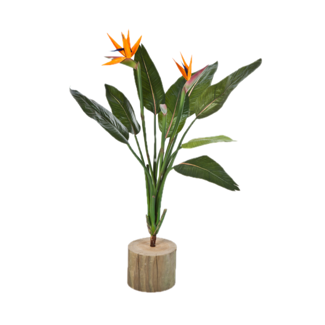 Künstliche Strelitzia kaufen? jetzt - Paradiesvogelblume erhältlich