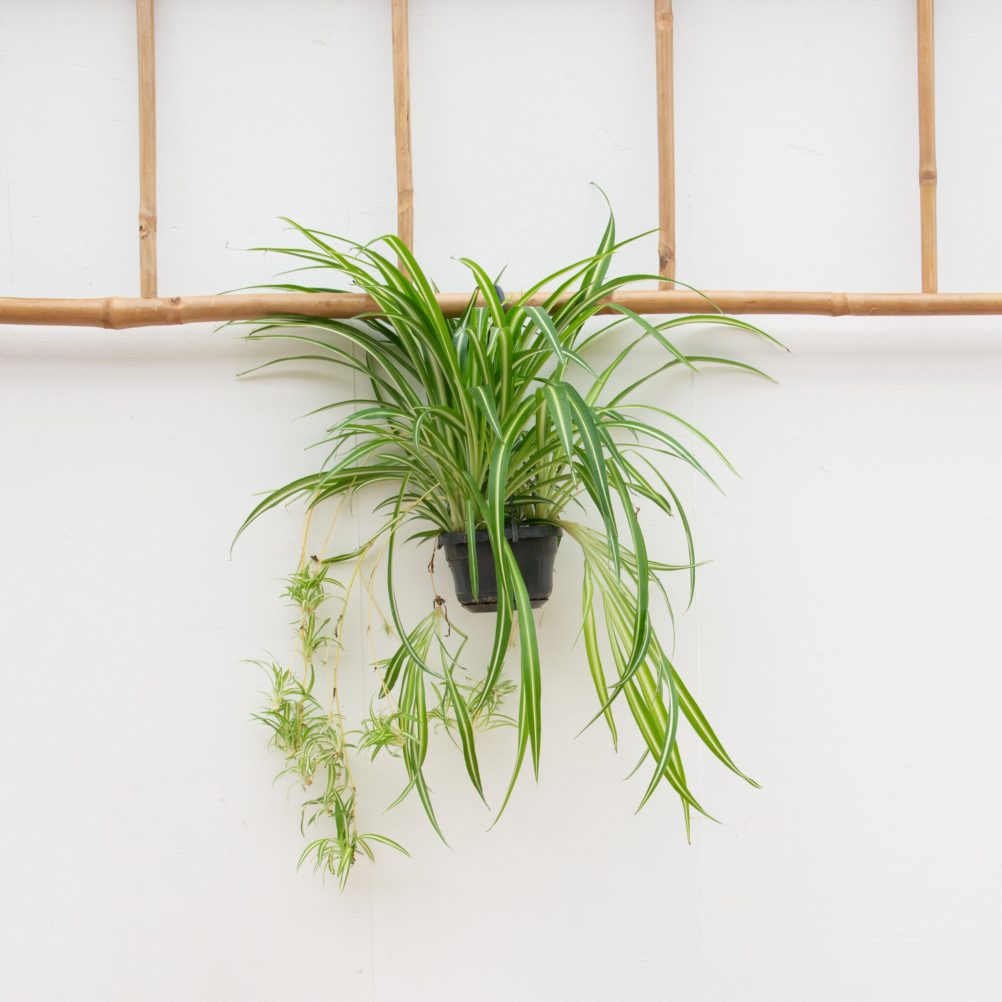 chlorophytum-comosum-variegatum-55cm-green-bubble