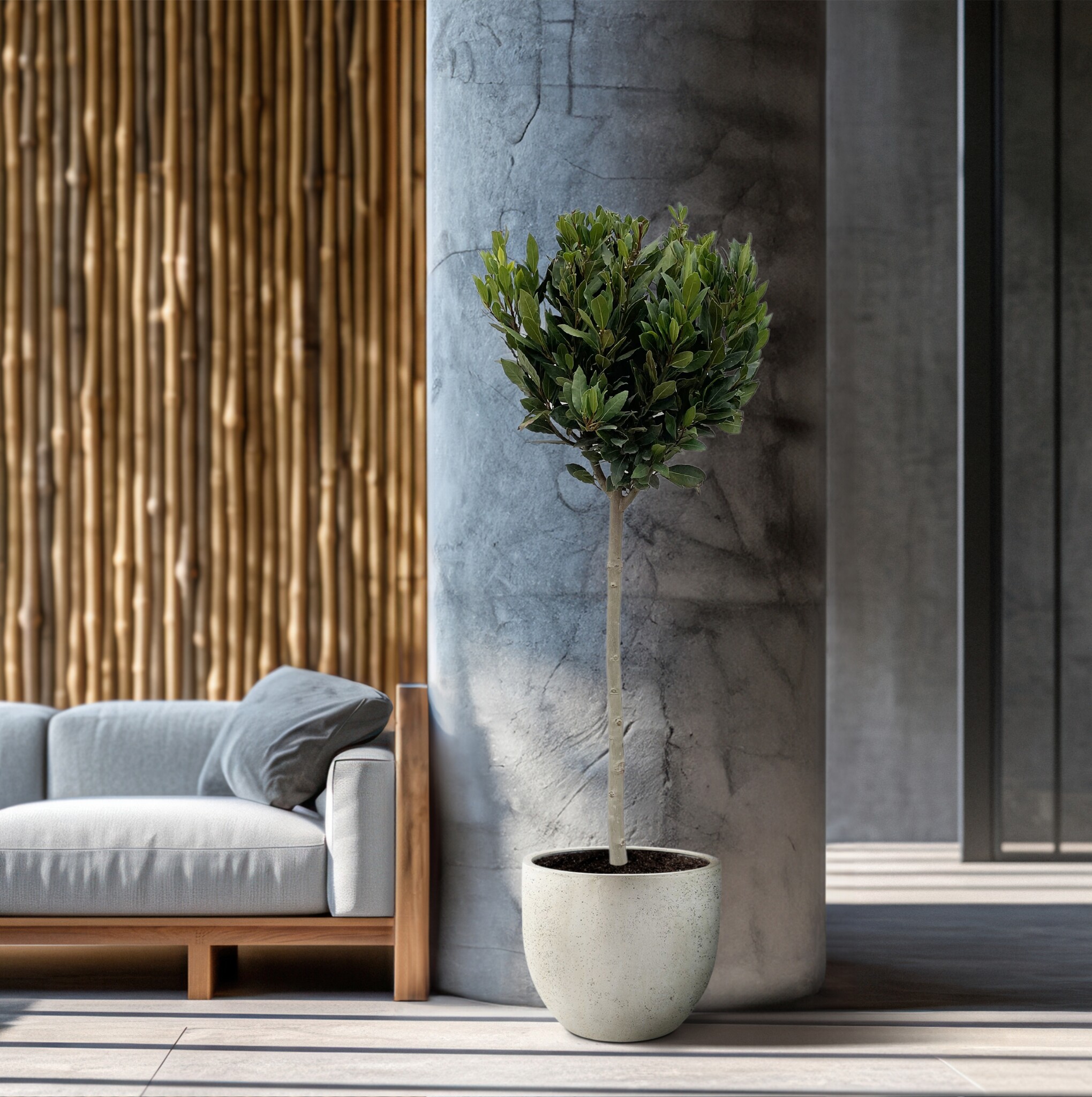 Laurus op stam 150 cm Green Bubble