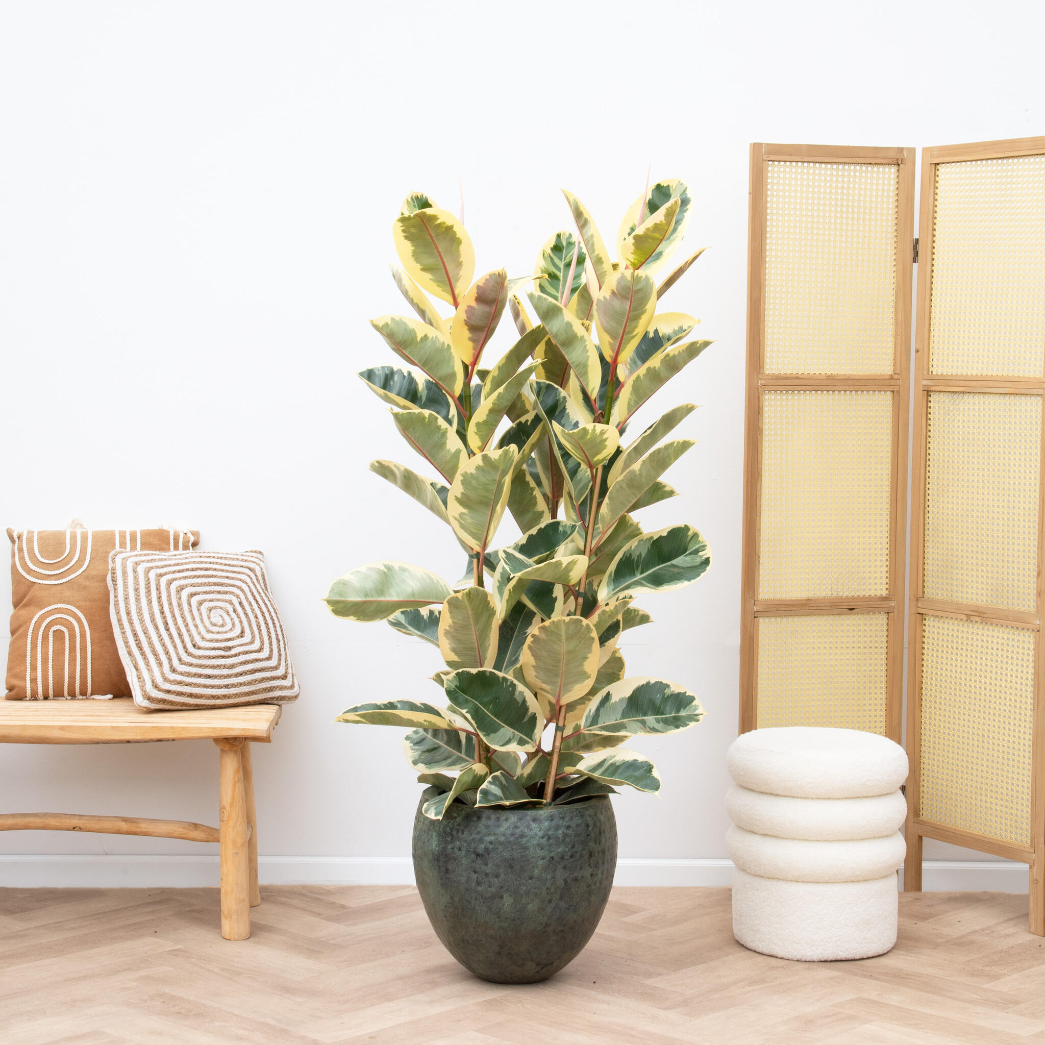 Ficus Elastica Tineke Struik 160 Cm O28cm Sv