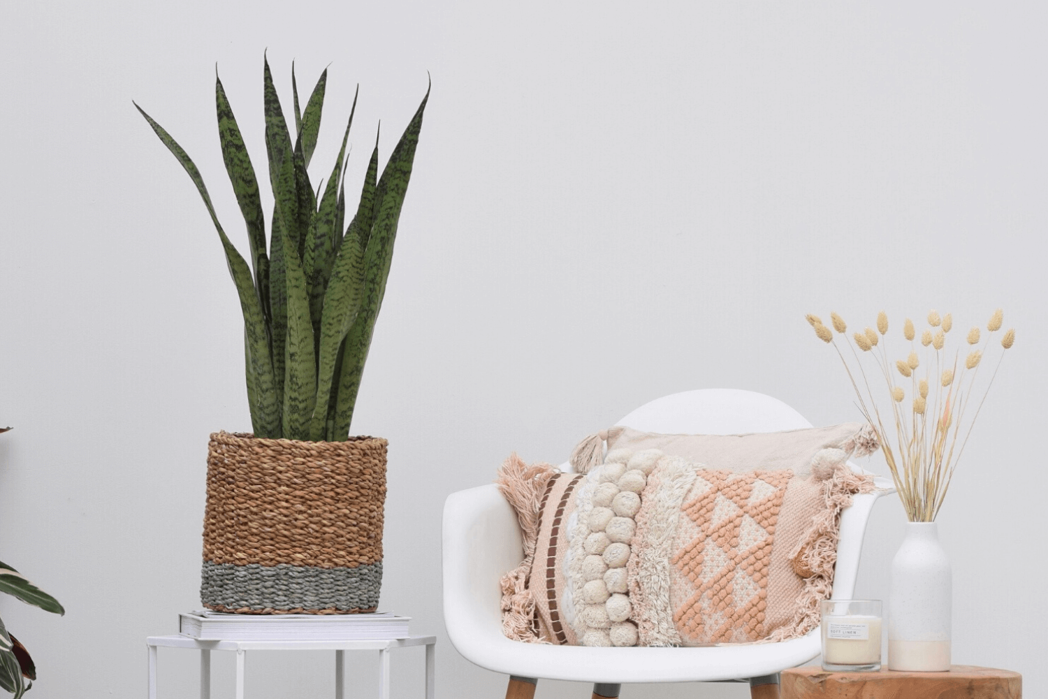 kerstboom-eruit-sansevieria