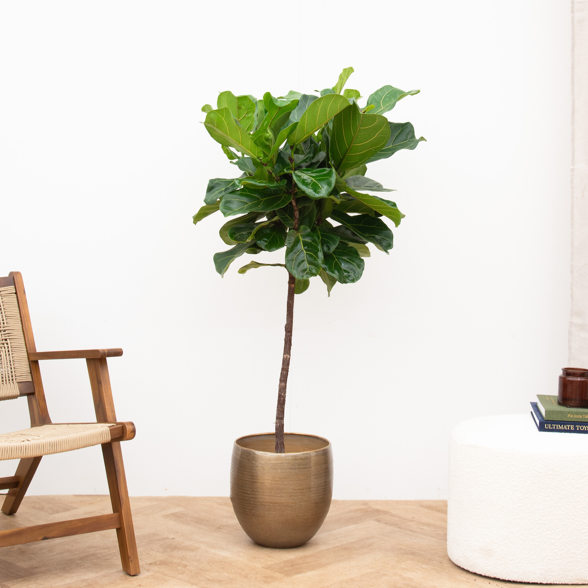 Ficus Lyrata auf Stamm 130cm Green Bubble