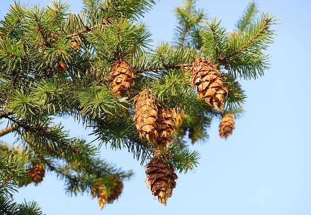 Waarom kiezen voor duurzaam Douglas hout?