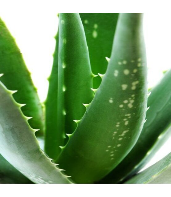 Gel Stripwax Aloe Vera