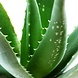 Holiday After Sugaring Cream Holiday After Sugaring Cream