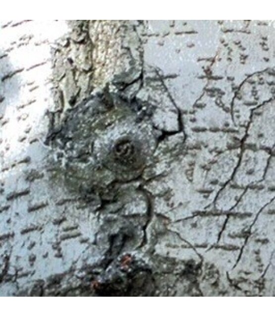 After Sugaring Cream 500 ml – Body Sugaring