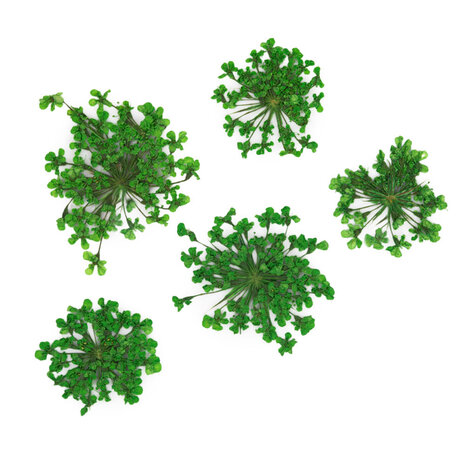 Molly Nageldecoratie droogbloemen MollyLac Groen 5 stuks