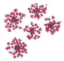 Nageldecoratie Droogbloemen  Groen 5 Stuks