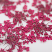 Nageldecoratie Droogbloemen  Groen 5 Stuks