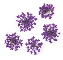 Nageldecoratie Droogbloemen  Groen 5 Stuks