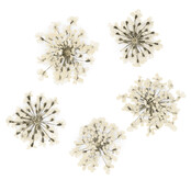 Nageldecoratie Droogbloemen  Groen 5 Stuks