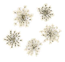 Nageldecoratie Droogbloemen  Groen 5 Stuks