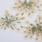 Nageldecoratie droogbloemen MollyLac Groen 5 stuks