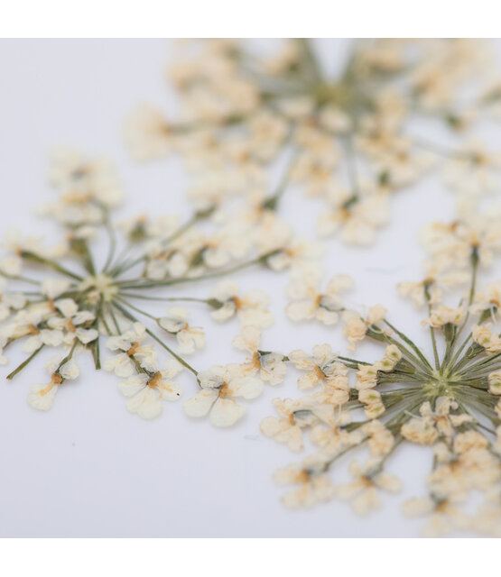 Nageldecoratie Droogbloemen  Groen 5 Stuks