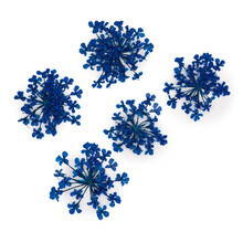 Nageldecoratie Droogbloemen  Groen 5 Stuks