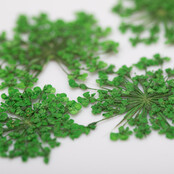 Nageldecoratie Droogbloemen  Groen 5 Stuks