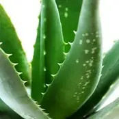 Waxset Aloe Vera Complete Diy Ontharingsset