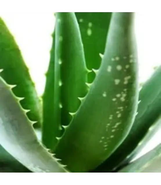 Brow Wax Set Aloe Vera – Complete Kit