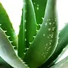 Noble Lashes Noble Brow Complete Waxset Aloe Vera Noble Lashes Noble Brow Complete Waxset Aloe Vera