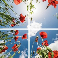 Fotoprint afbeelding Wolken en Roos 120x120cm voor 4x 60x60cm led paneel