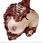 Halloween Torso bebloed dames 30cm