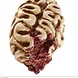 Halloween Hersenen ter decoratie 16cm