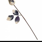 Pk 24 Display box of "24 ROTTEN ROSES" 52 cm