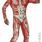 Carnavalspak Anatomische man