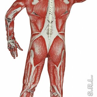 Carnavalspak Anatomische man