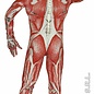 Carnavalspak Anatomische man