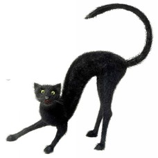 Halloweenaccessoires zwarte kater ware grootte