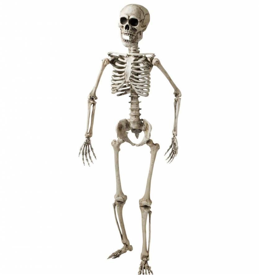 oogst Middeleeuws Interactie Namaak skelet volwassen mens voor Halloween