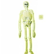 Halloweenaccessoires 3d plastic laboratorium skelet 150cm