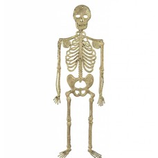Halloweenaccessoires skelet 32cm
