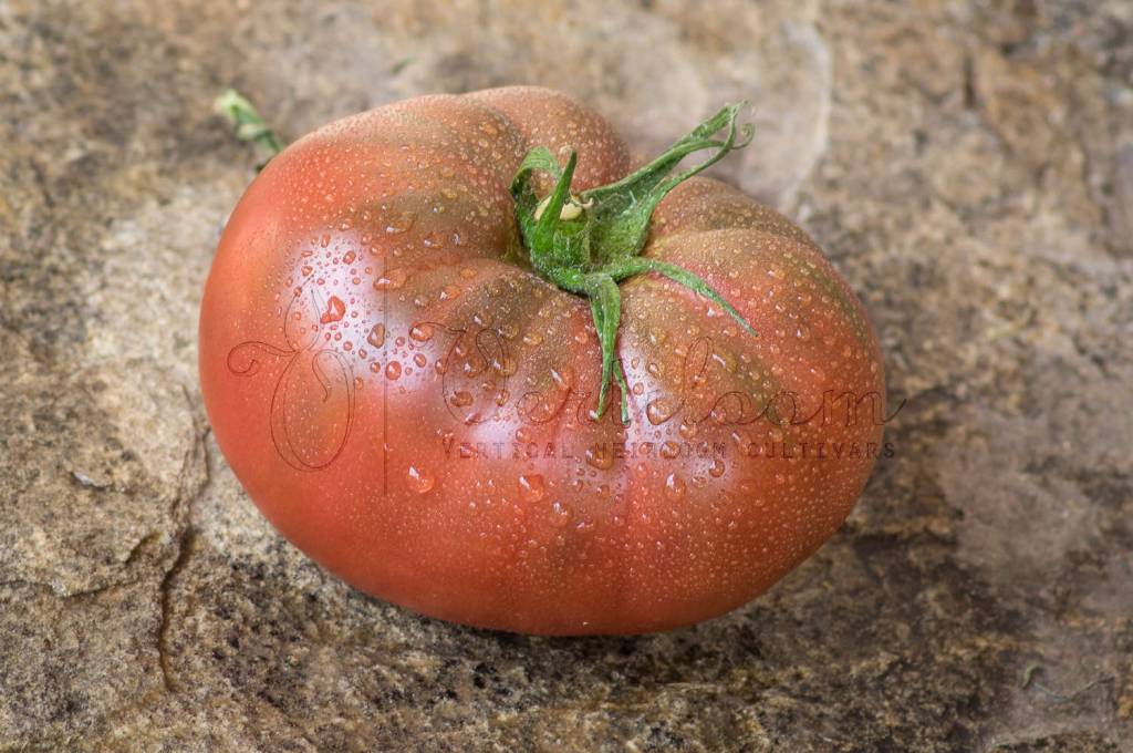 Indian Dark Violet Beefsteak