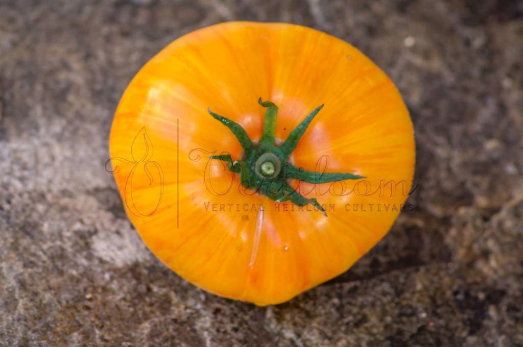 Plan 9 From Outer Space Tomate