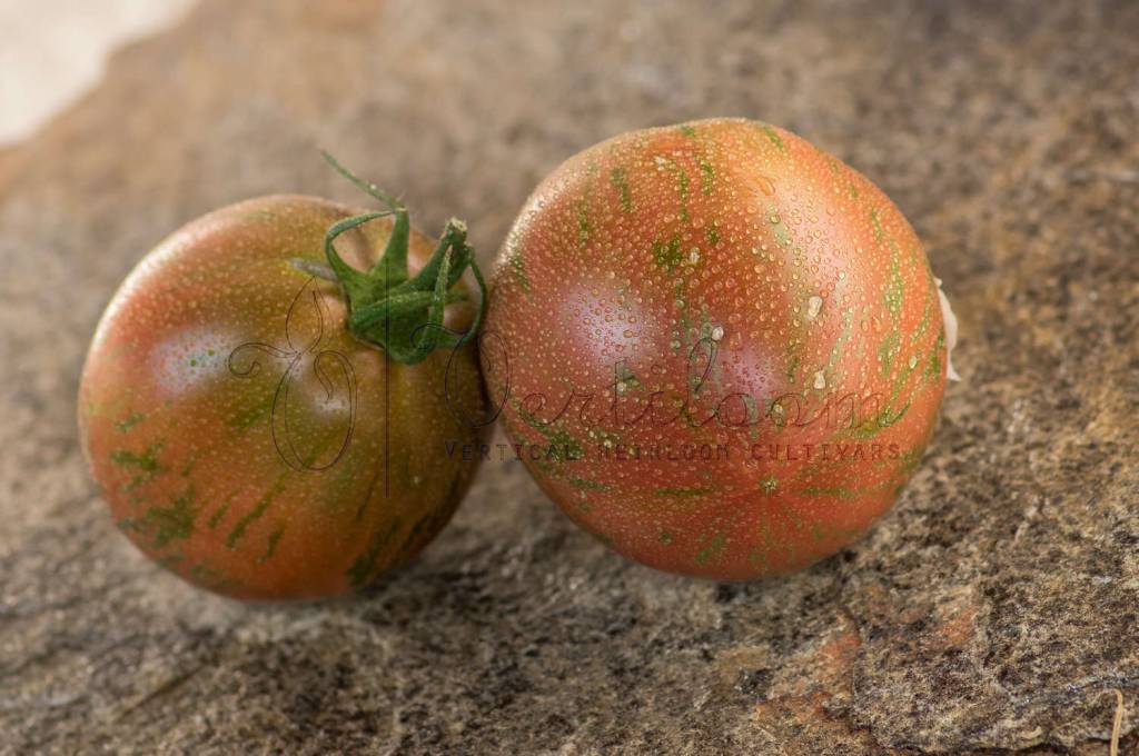 Chloe - Tomato - Vertiloom