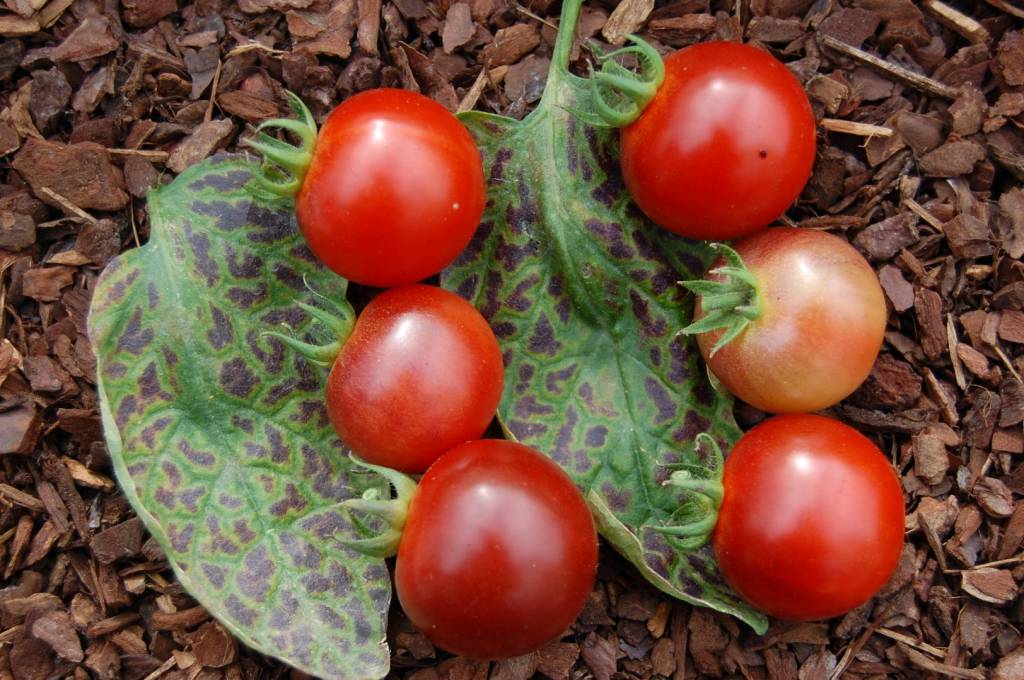 Bing Cherry Tomato Vertiloom