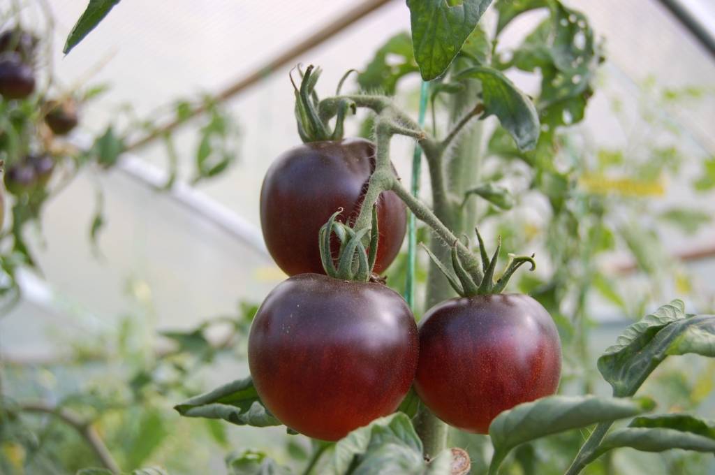 Black and Blue tomatoes: BLUE PEAR Tomato