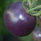 Tomates Bleues