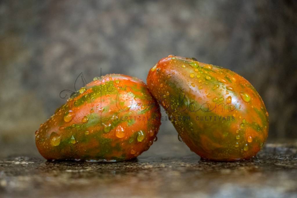 prince-zebra.jpg?_ga=2.100332502.9959898