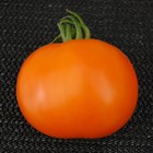 Oranje Tomaten