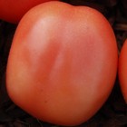 Roze Tomaten