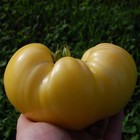 White Tomatoes