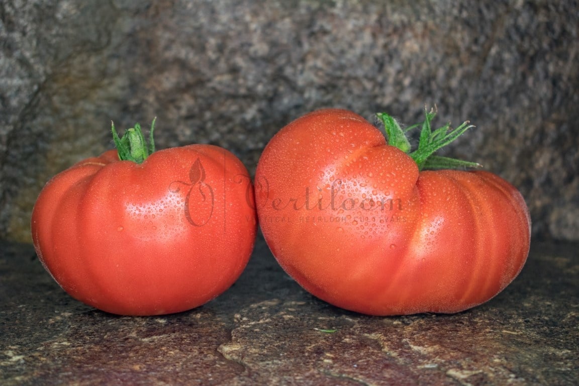 Tasty Pink Beefsteak Tomato